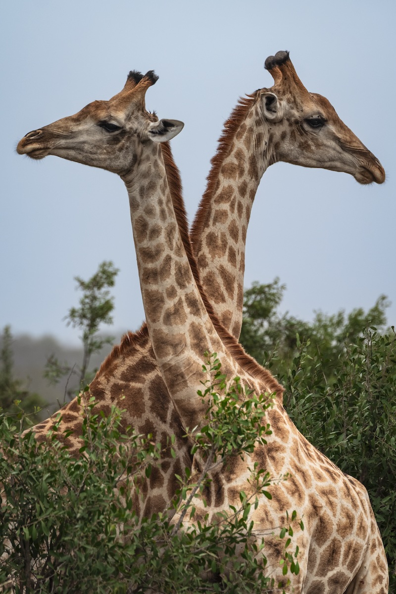 Kenya