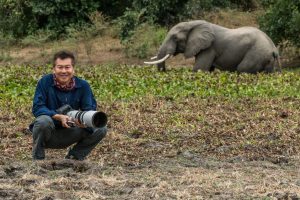 Elephant in the Background