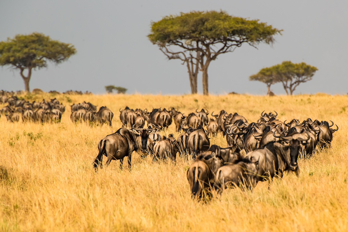 Kenya